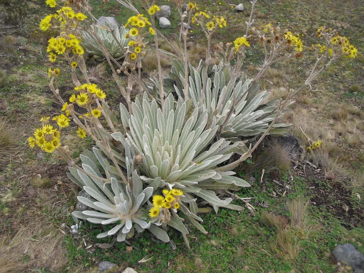 Frailejones del páramo de Mucubají